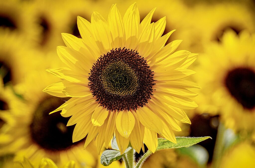 Vibrant yellow sunflower in sharp focus against a softly blurred field of sunflowers, symbolizing personal growth, positivity, and the KLS Lifestyle commitment to wellness.